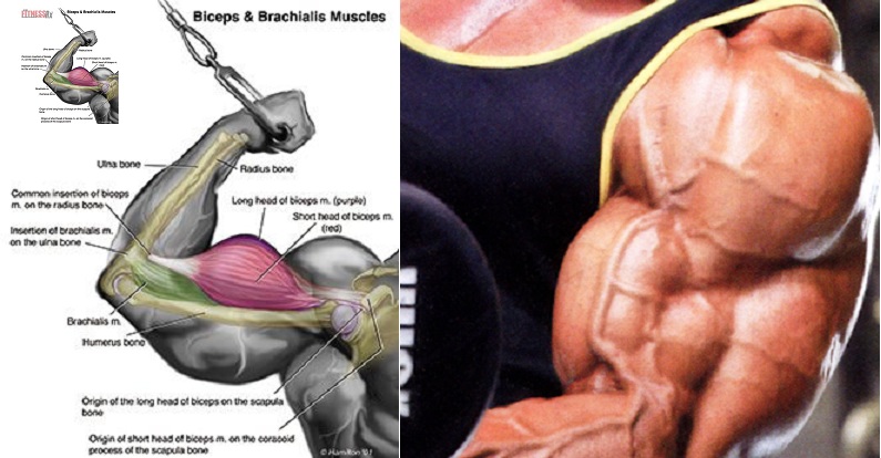 You Are Wasting Your Time Working Out Your Biceps!