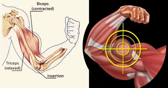 Three Exercises to Build Bigger Biceps