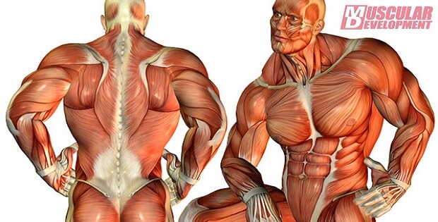 The Top 10 Muscle Building Facts