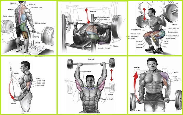 Best Exercises To Build Muscle Size
