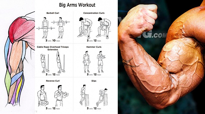 Big Arm Muscles