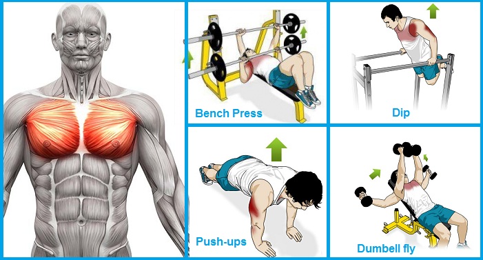 Exercises to Build Chest Muscle Fast