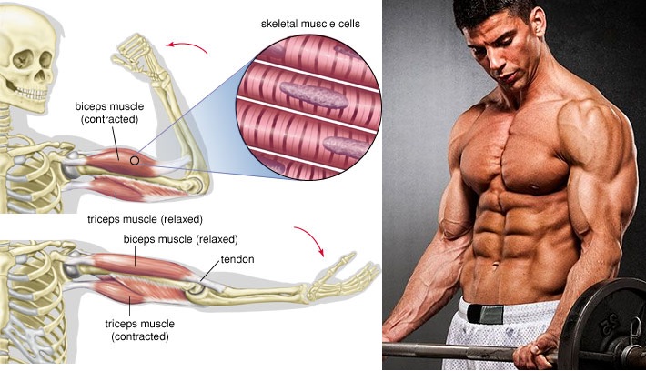 How to Build Biceps the Correct Way
