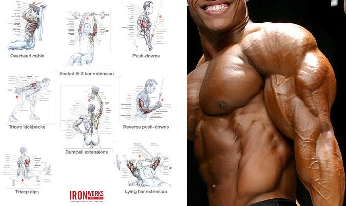 How to Build Impressive Triceps – Bodybuilding Anatomy 101 – all
