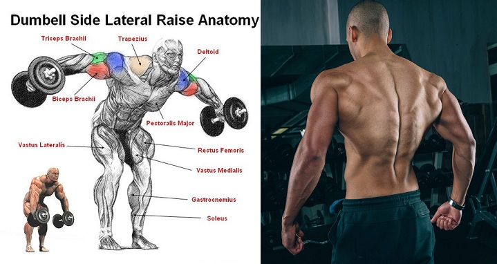 Shoulders  Lateral Raise Exercise