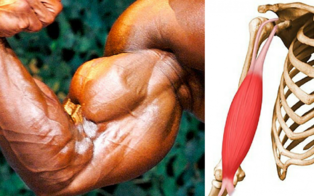Biceps Injuries