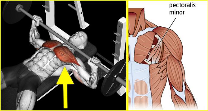 Building Chest Muscles in Quick Time