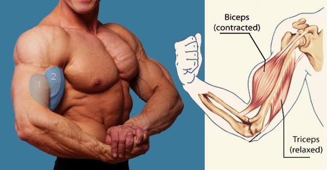 How to Get Bigger Biceps