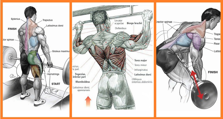 3 Mass Building Back Exercises