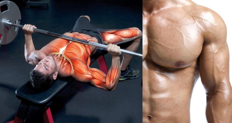 Bench Press For Adding Muscle
