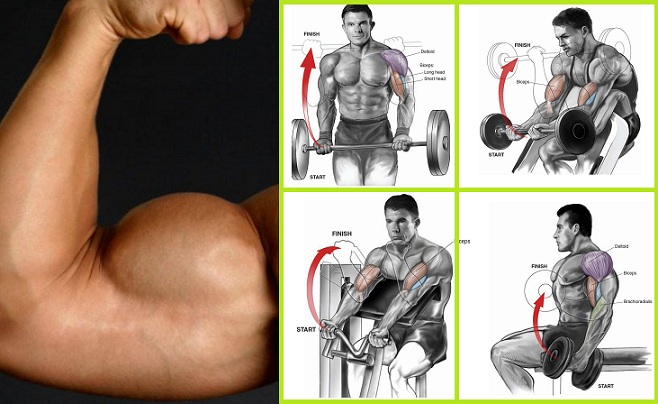 Bicep Muscles