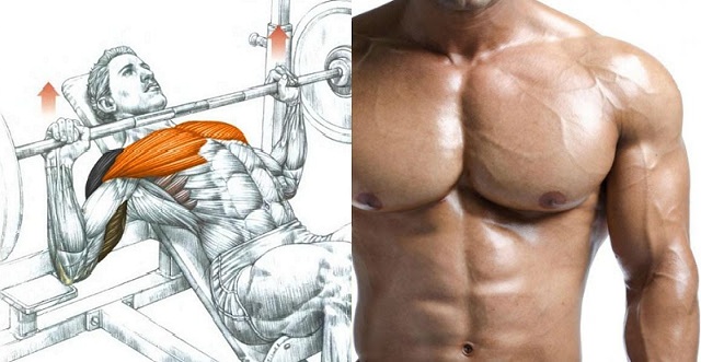 How to Build Chest Muscle 