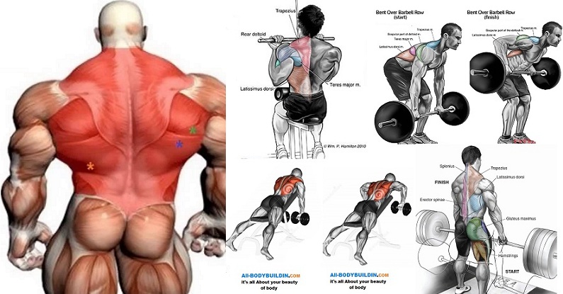 How to Get a Ripped Back in 6 Weeks