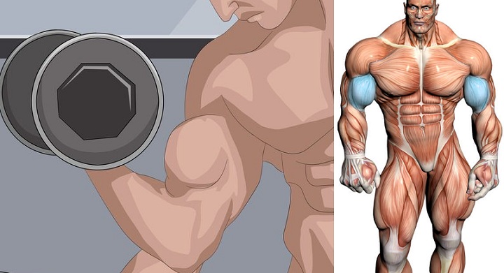 How to Increase Bicep Size and Build Big Biceps!