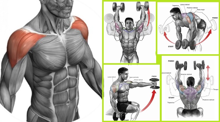 Exercises For the Shoulders to Build the Deltoids