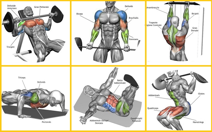 Top 7 Workout Routines For Building Muscle
