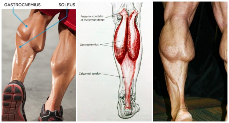 Two Top Mistakes Made In Calf Muscle Training