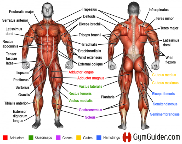 Why You Should Learn Muscle Names