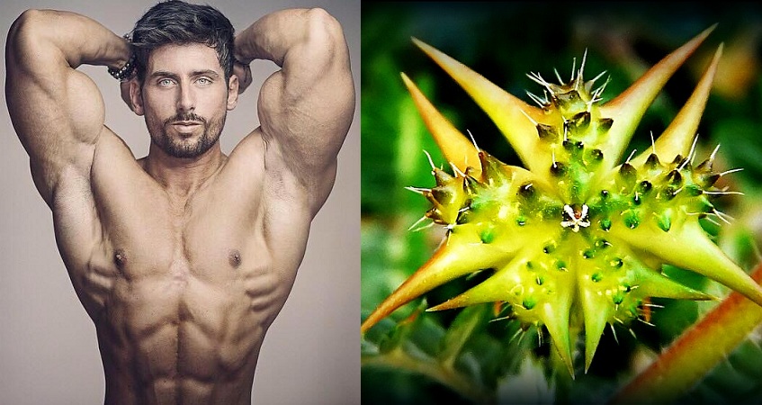 Boost Your Testosterone With Tribulus Terrestris T