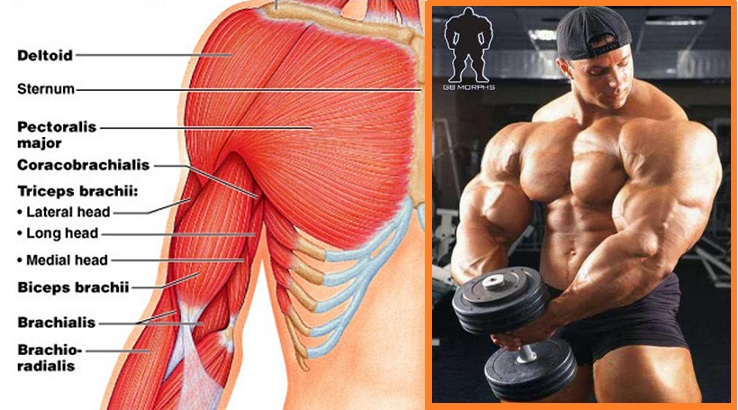 The Things That Can Hinder the Growth of Muscles
