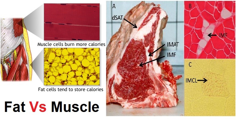 What Burns the Most Calories - Fat or Muscle?