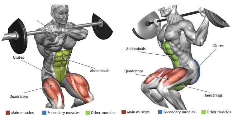 Why Squats Are Essential to Your Bodybuilding Routine