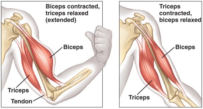 Best Bicep Exercises - Blast Your Arms With This Simple Tip