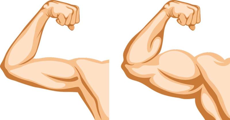 Building Muscle - How to Build Up Your Biceps In a Short Period of Time