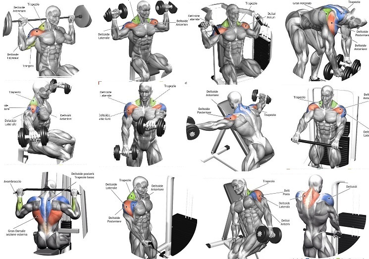 Shoulder Workout Routines 