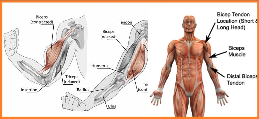 The Effects of a Bicep Injury and Steps to Avoid Them
