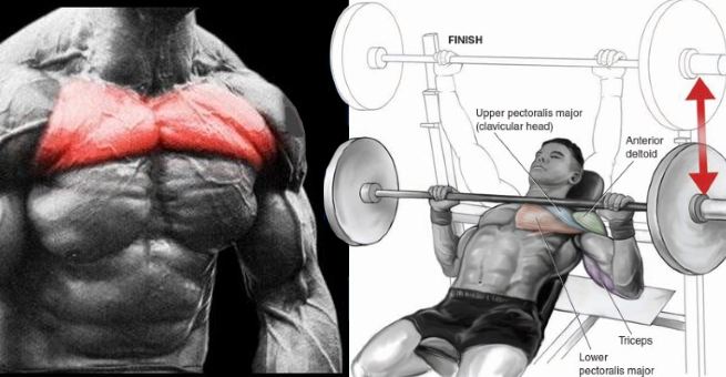 Upper Chest Workouts - Get Maximum Definition With These Upper Chest Exercises