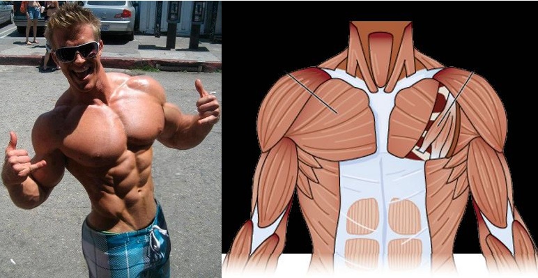 How to Get a Bigger Chest for a More Attractive Body