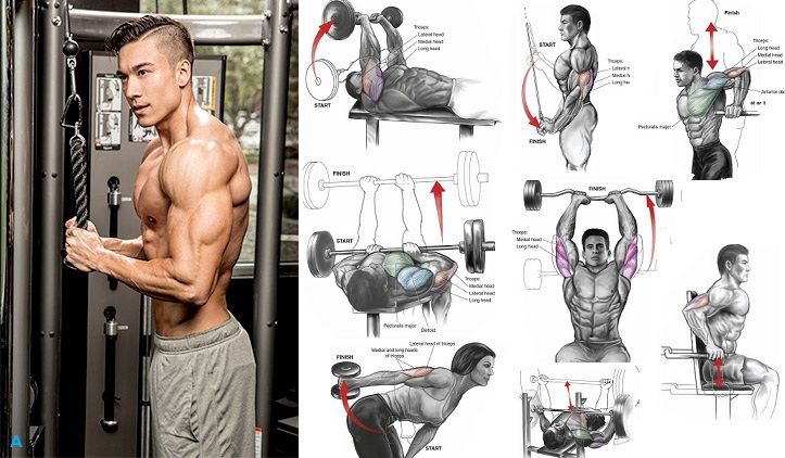 The Best Tricep Exercises – Top 3 Exercises For Big Triceps – all