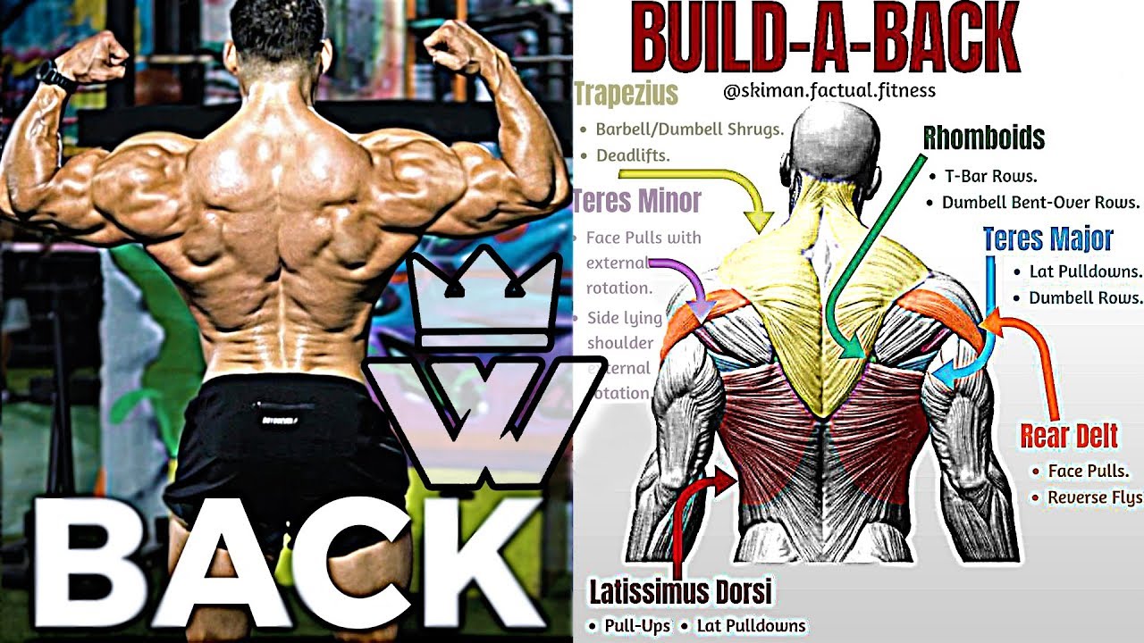 How to Exercise to Build Big Back Muscles – My Blog