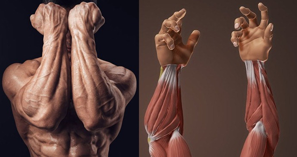 Blow Up Your Forearms With 4 Exercises !