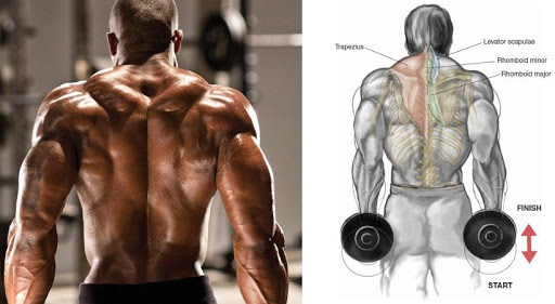 Top 5 Exercises For Massive Traps