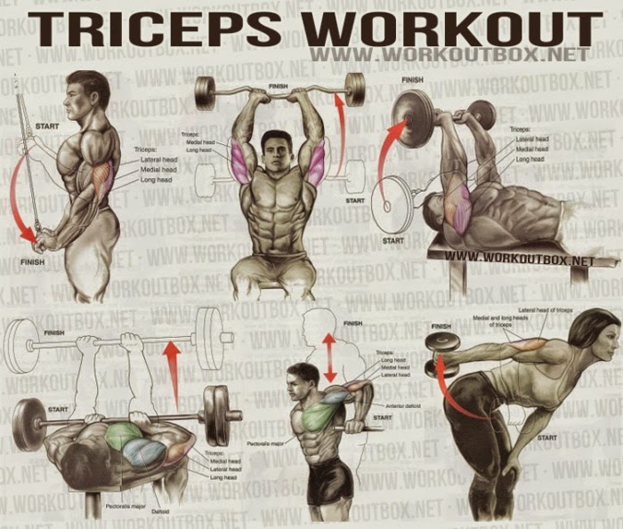 The Best Triceps Exercises for Mass