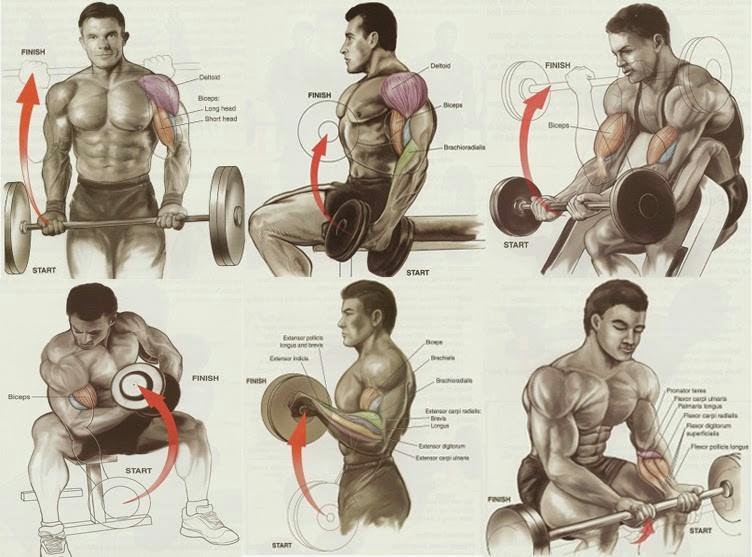 Exercises For Best Biceps Workout For Mass All