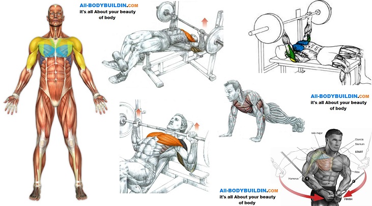 How to Build Chest Muscles Fast? 3 Mistakes You Must Avoid