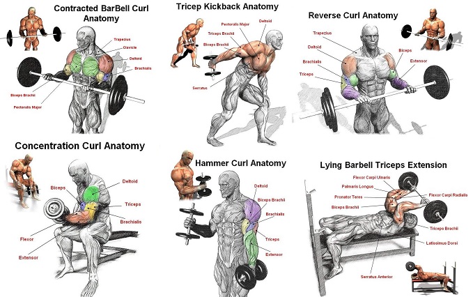 The Best Arm Workout For Mass And Strength