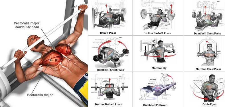 Упражнения в зале для грудных мышц мужчин. Упражнения на грудные мышцы в тренажерном. Упражнения на грудь для мужчин. Упражнения на грудь в тренажерном зале. Упражнения на мышцы груди в тренажерном зале.