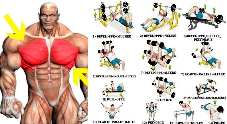 The Best Chest Workout For Mass Must Work The Different Chest Muscles